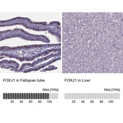 FoxJ1/HFH4 Antibody, Novus Biologicals 0.1mL; Unlabeled:Antibodies, Polyclonal